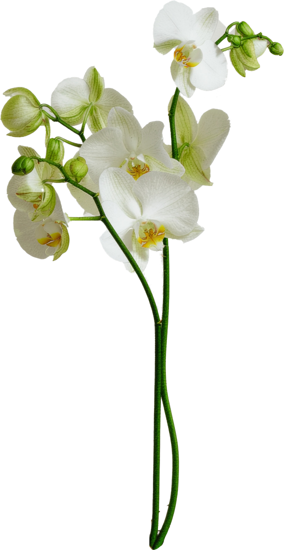 White orchid — the emblem of Ipaya